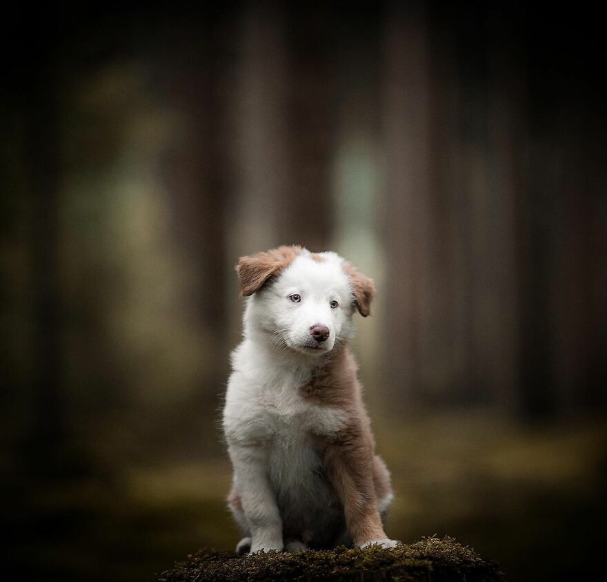 Adorable Dogs Captured By Omica Meinen