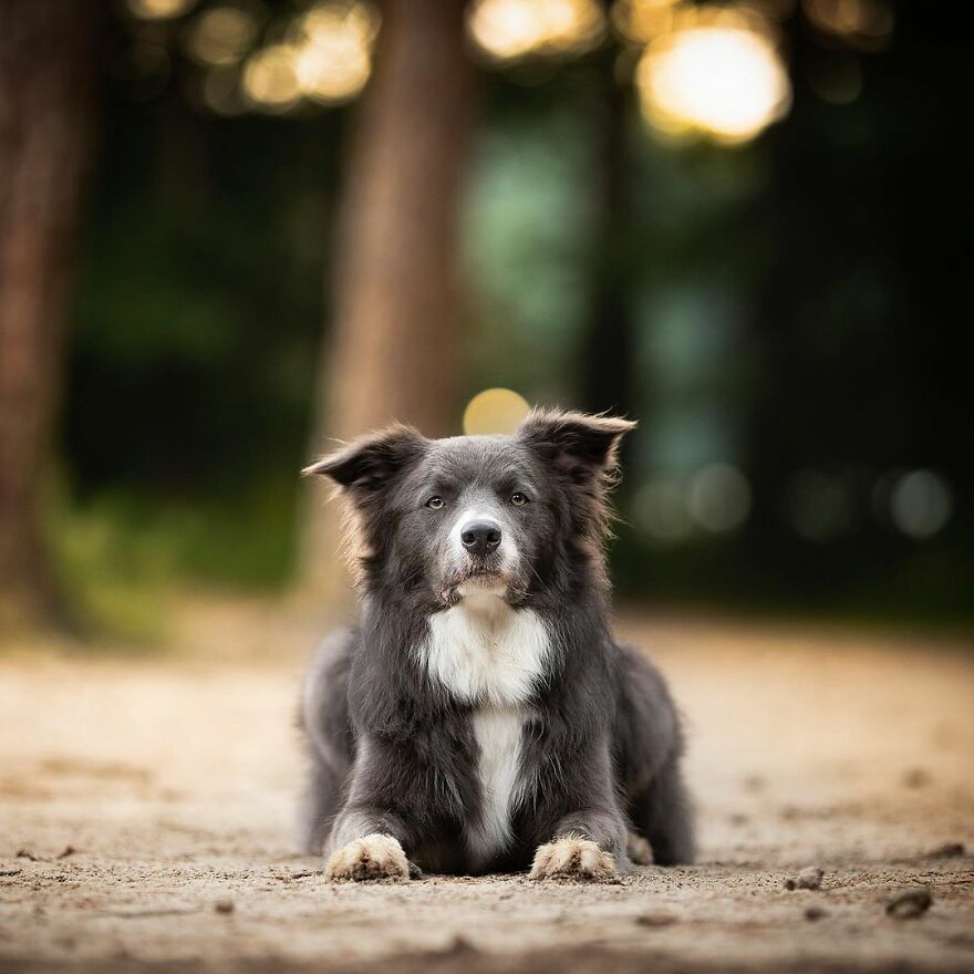 Adorable Dogs Captured By Omica Meinen