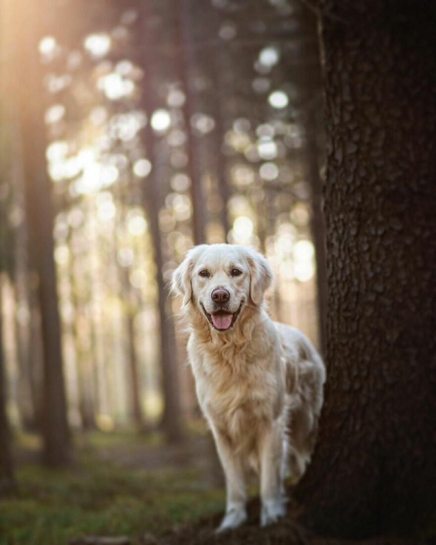 Adorable Dogs Captured By Omica Meinen