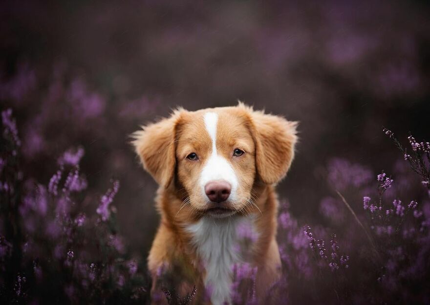 Adorable Dogs Captured By Omica Meinen