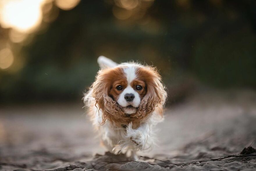 Adorable Dogs Captured By Omica Meinen