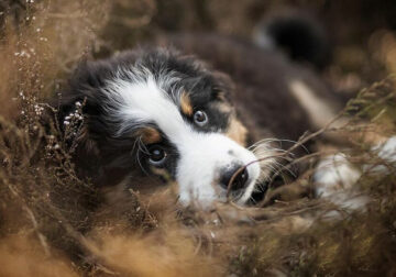 50 Wholesome And Fun Pictures Of Adorable Dogs Captured By Omica Meinen