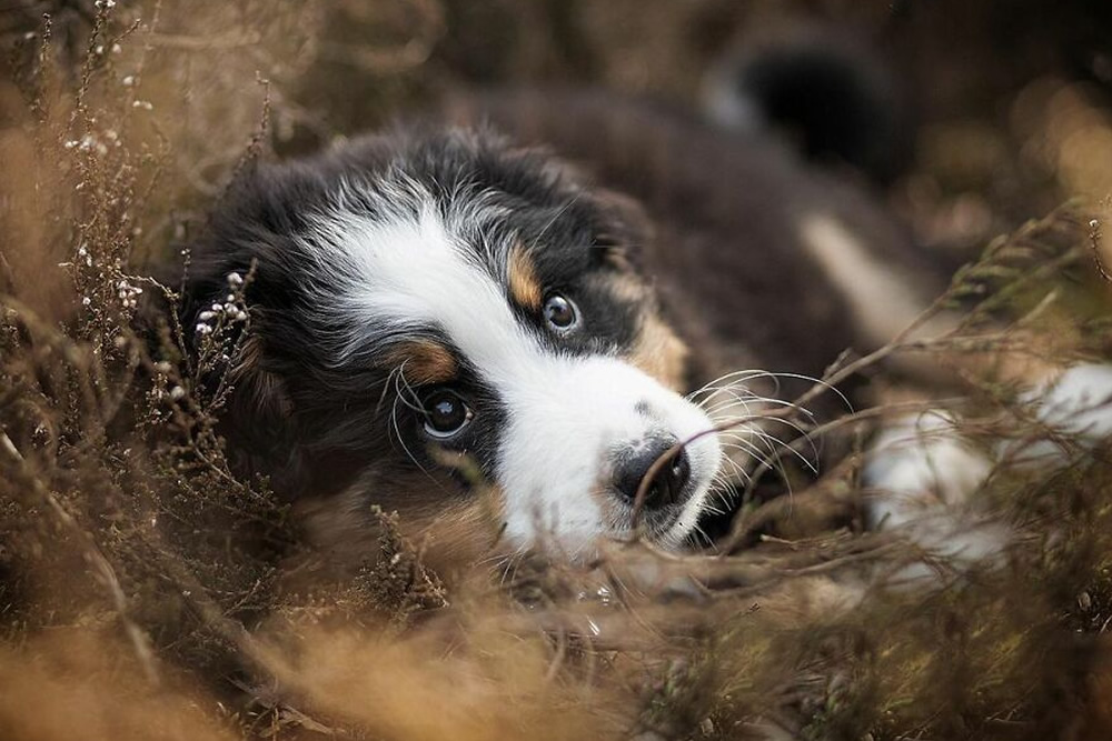 50 Wholesome And Fun Pictures Of Adorable Dogs Captured By Omica Meinen