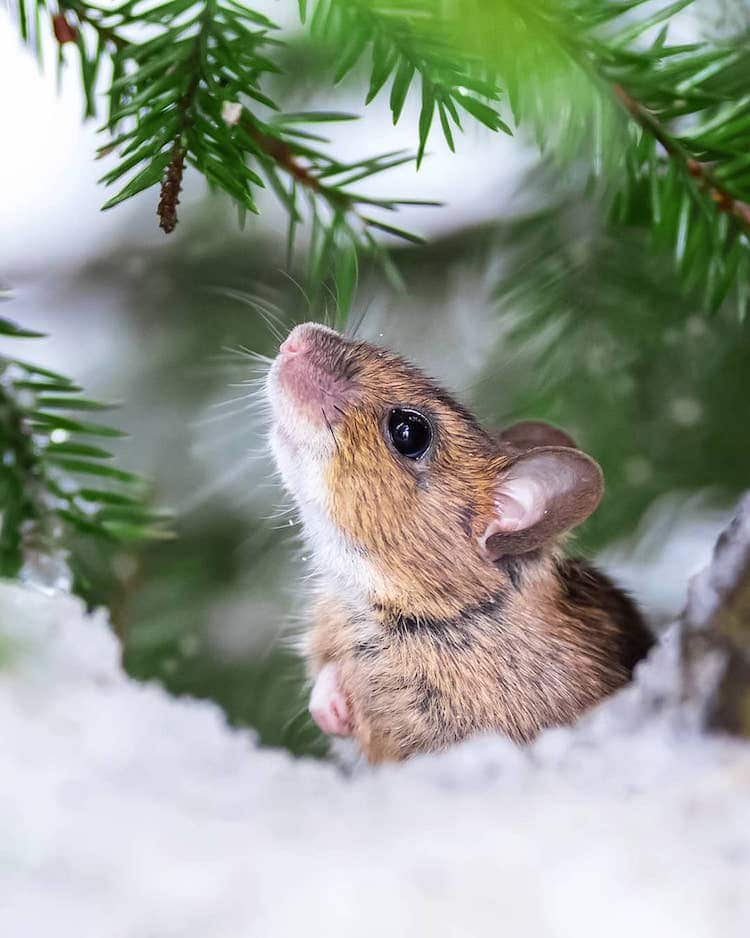 Fairy Forests In Finland By Ossi Saarinen