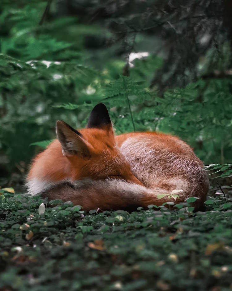 Fairy Forests In Finland By Ossi Saarinen