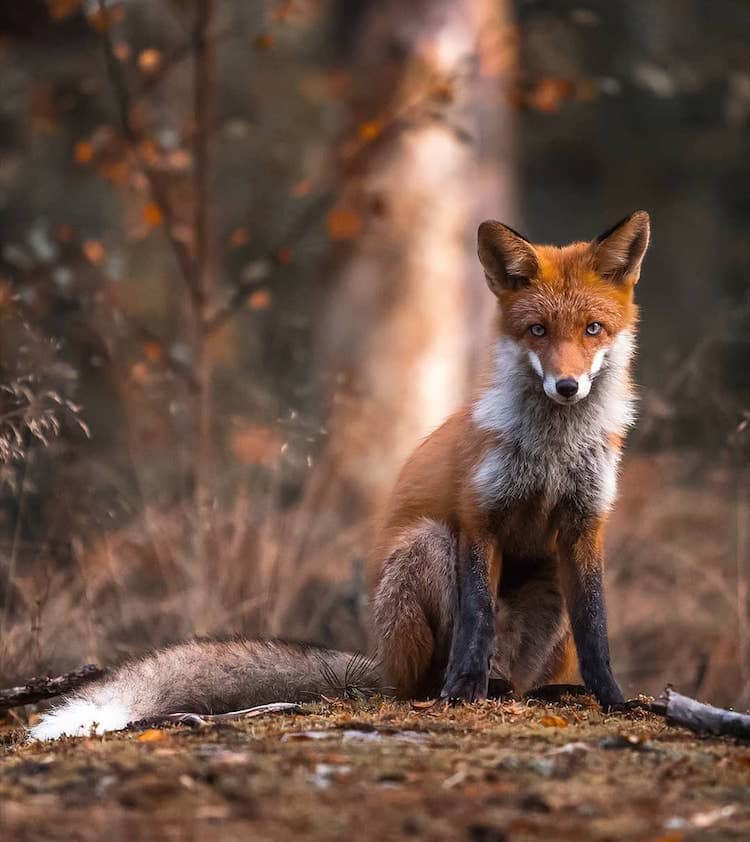 Fairy Forests In Finland By Ossi Saarinen