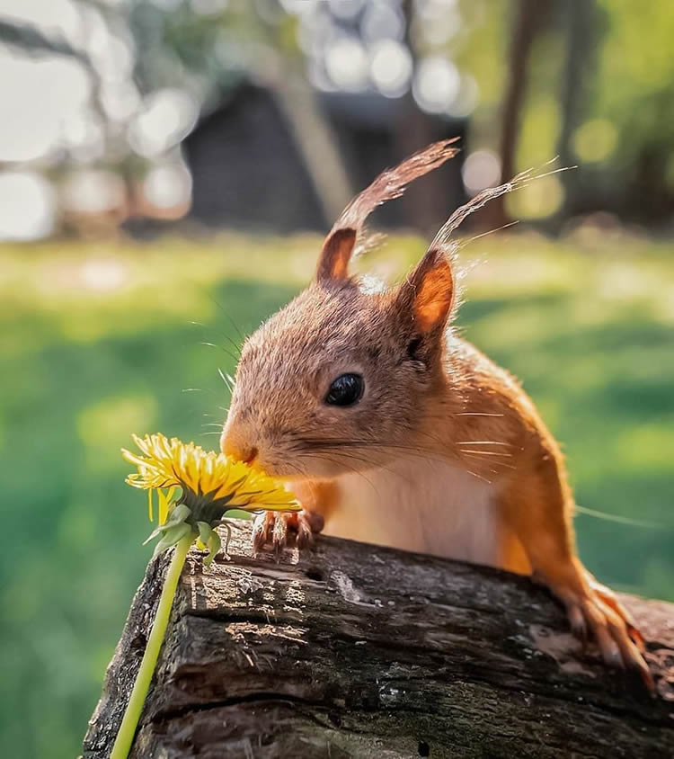 Fairy Forests In Finland By Ossi Saarinen