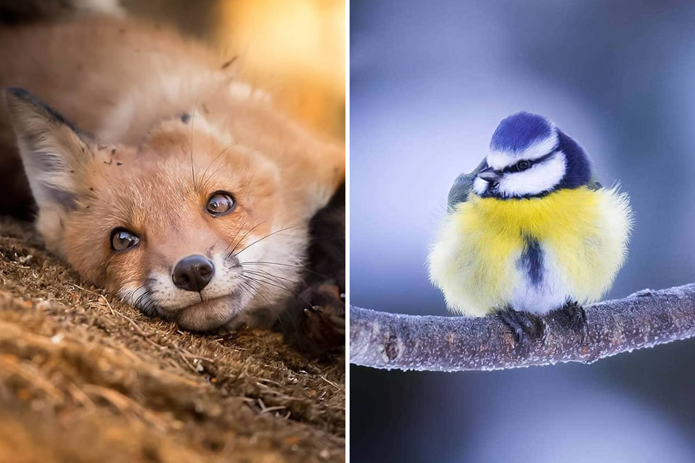 Wildlife Photographer Ossi Saarinen Beautifully Captured Fairy Forests In Finland
