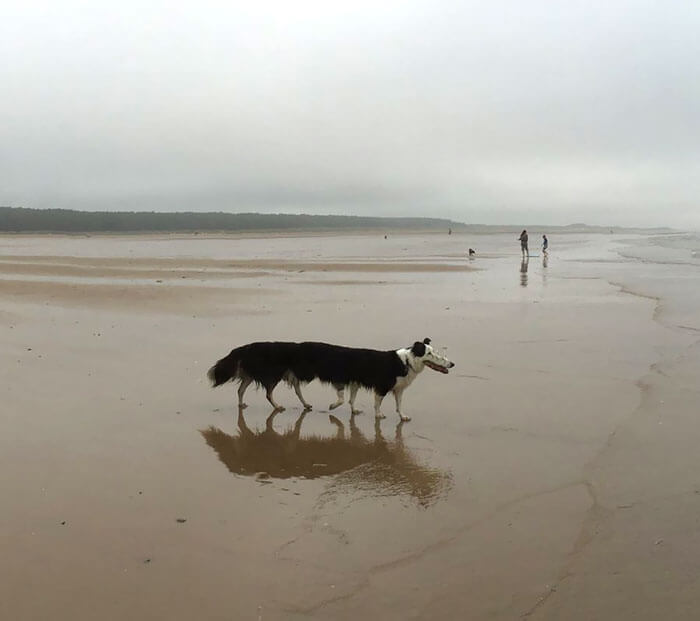 Funny And Incredible Photos Of Animal Panorama Fails