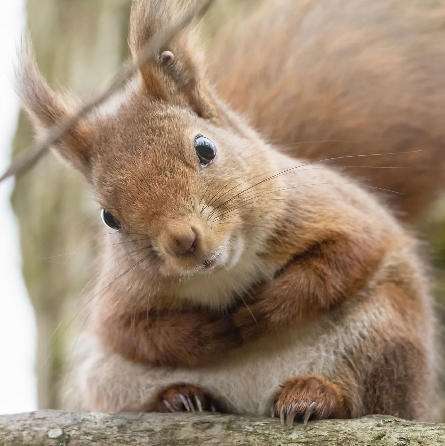 Funny Squirrels Photography By Johnny Kaapa