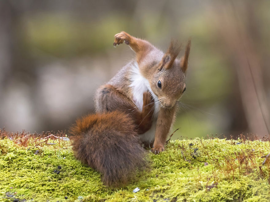 Funny Squirrels Photography By Johnny Kaapa