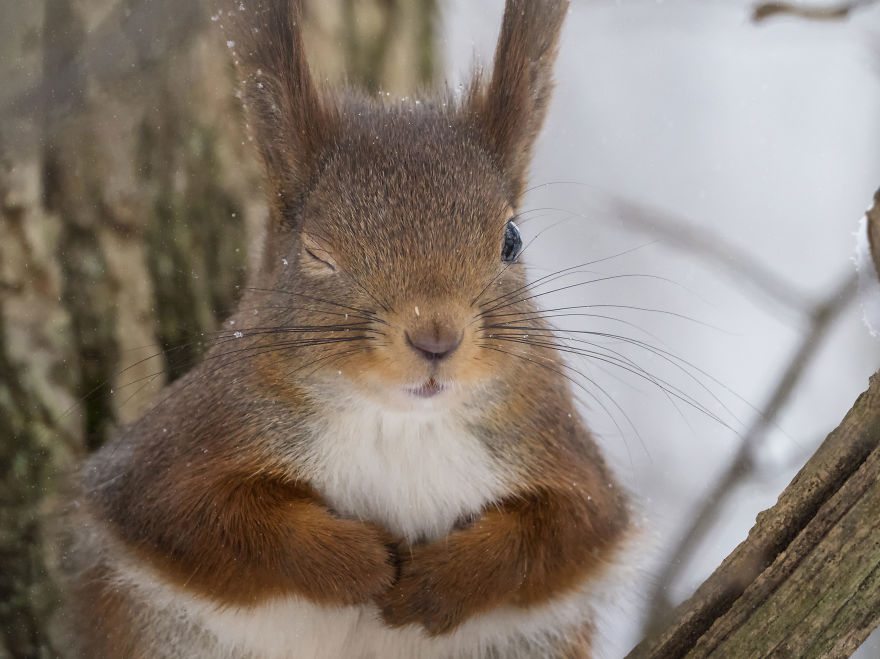 Funny Squirrels Photography By Johnny Kaapa