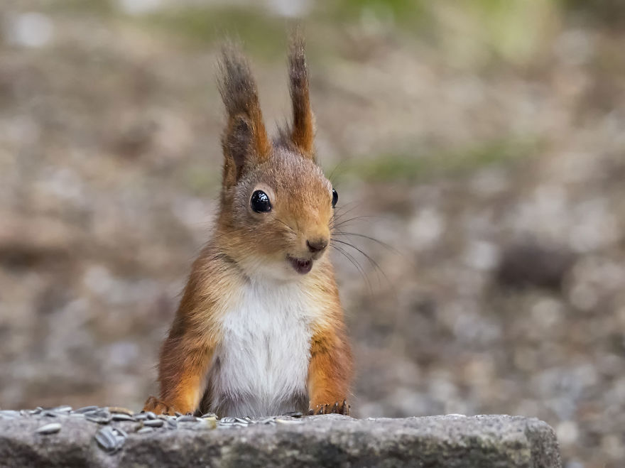 Funny Squirrels Photography By Johnny Kaapa