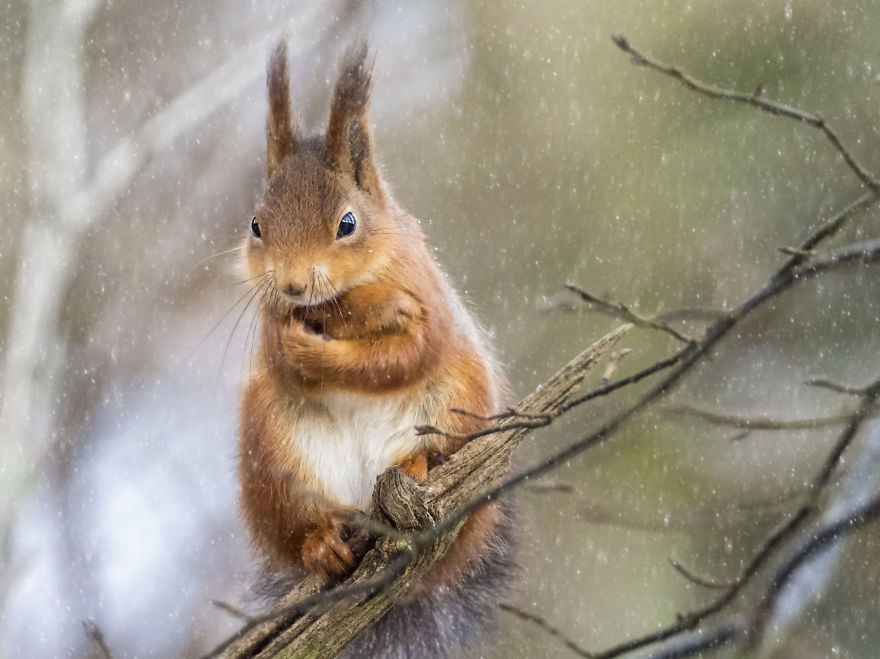 Funny Squirrels Photography By Johnny Kaapa