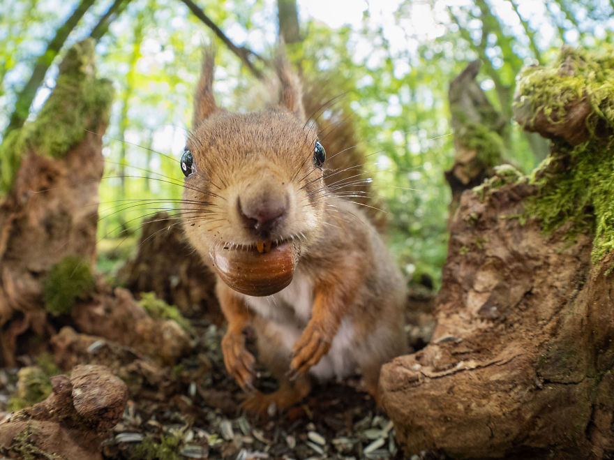 Funny Squirrels Photography By Johnny Kaapa