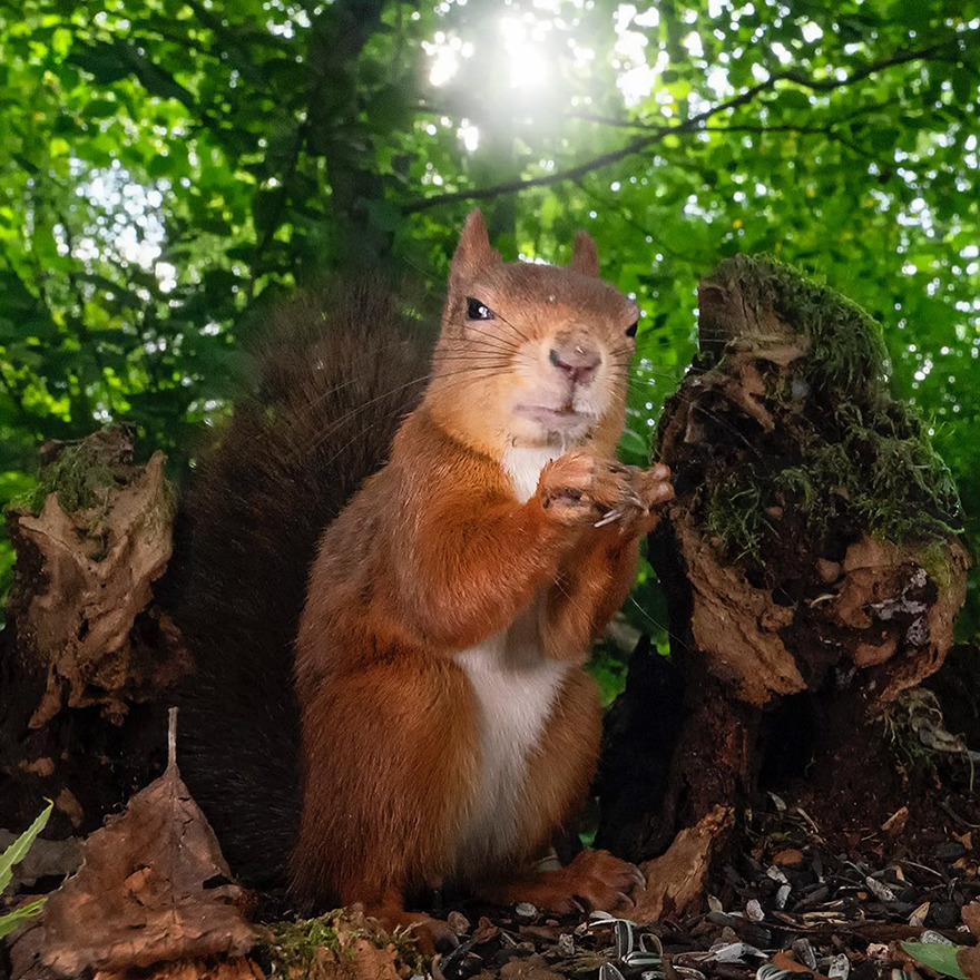 Why Watching a Squirrel Eating a Nut Is So Mesmerizing?