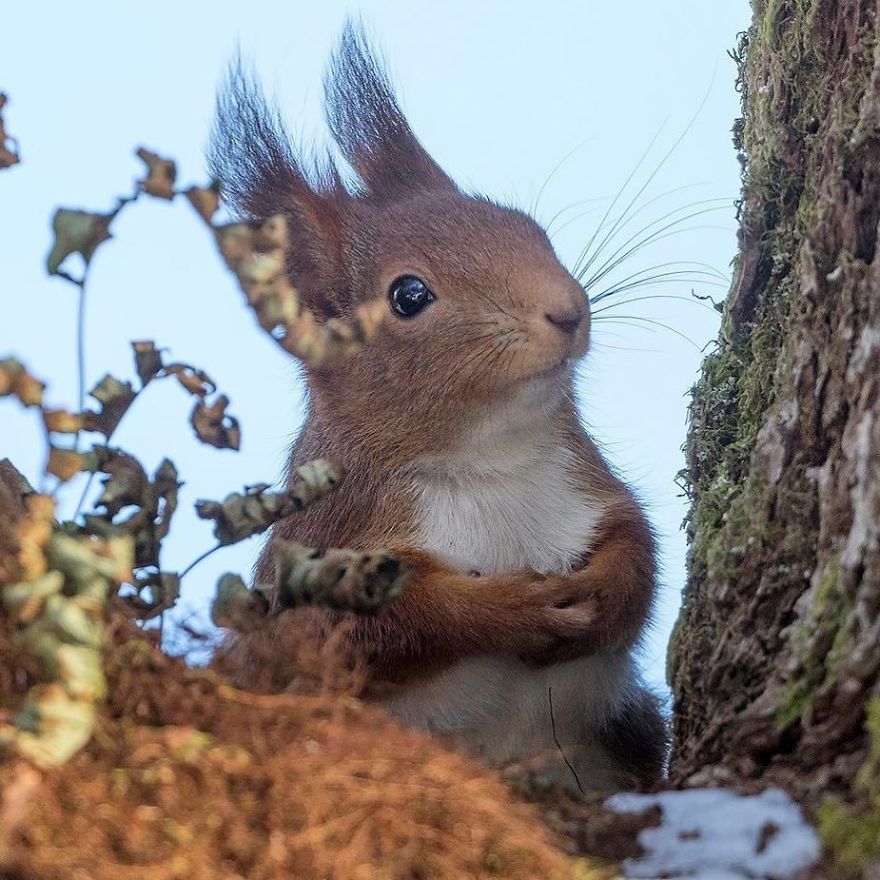 Funny Squirrels Photography By Johnny Kaapa