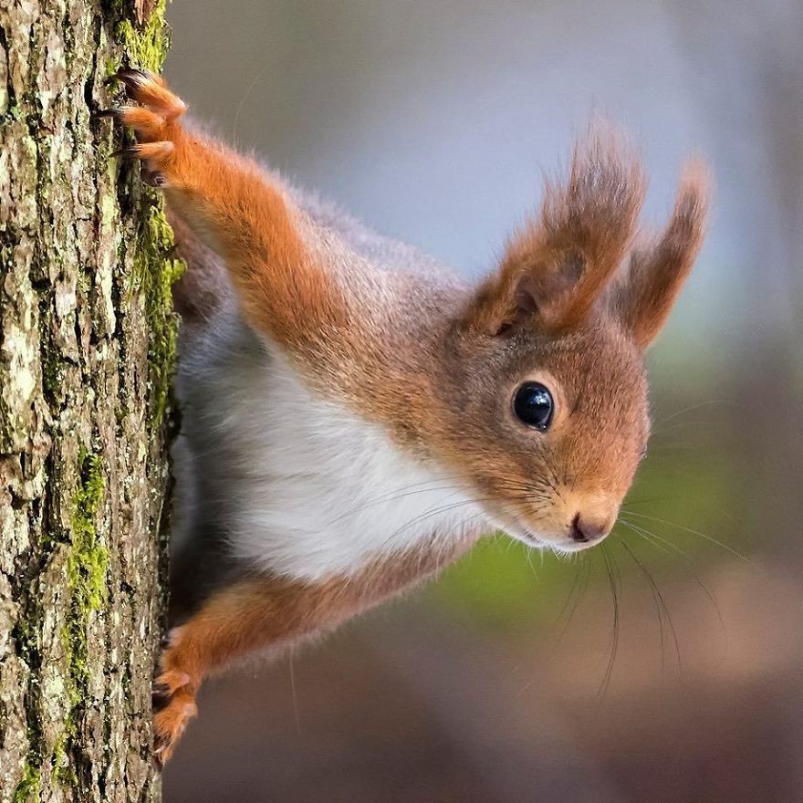 Funny Squirrels Photography By Johnny Kaapa