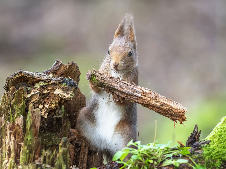 Funny Squirrels Photography By Johnny Kaapa