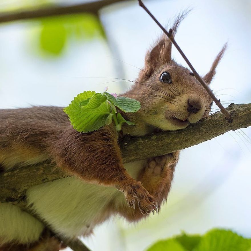 Funny Squirrels Photography By Johnny Kaapa