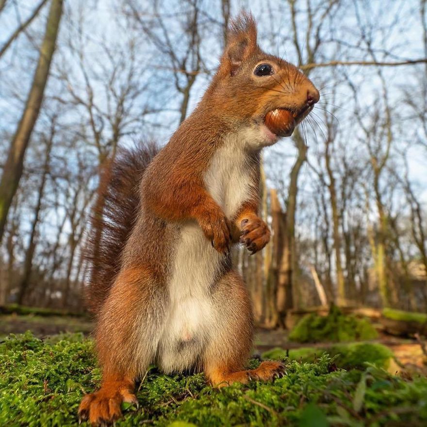 Funny Squirrels Photography By Johnny Kaapa