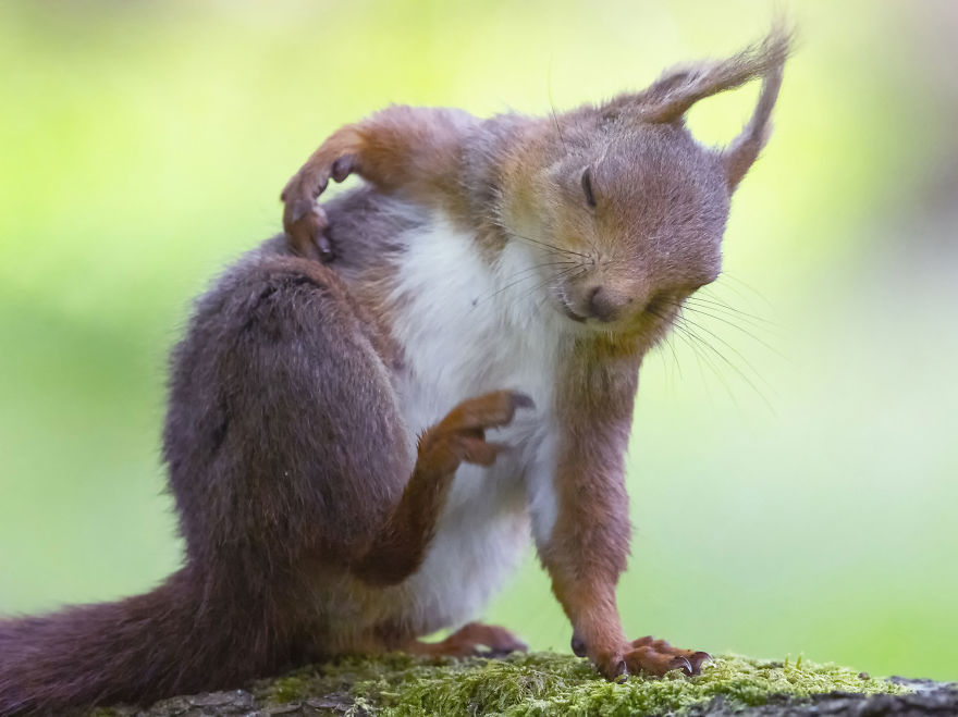 Funny Squirrels Photography By Johnny Kaapa