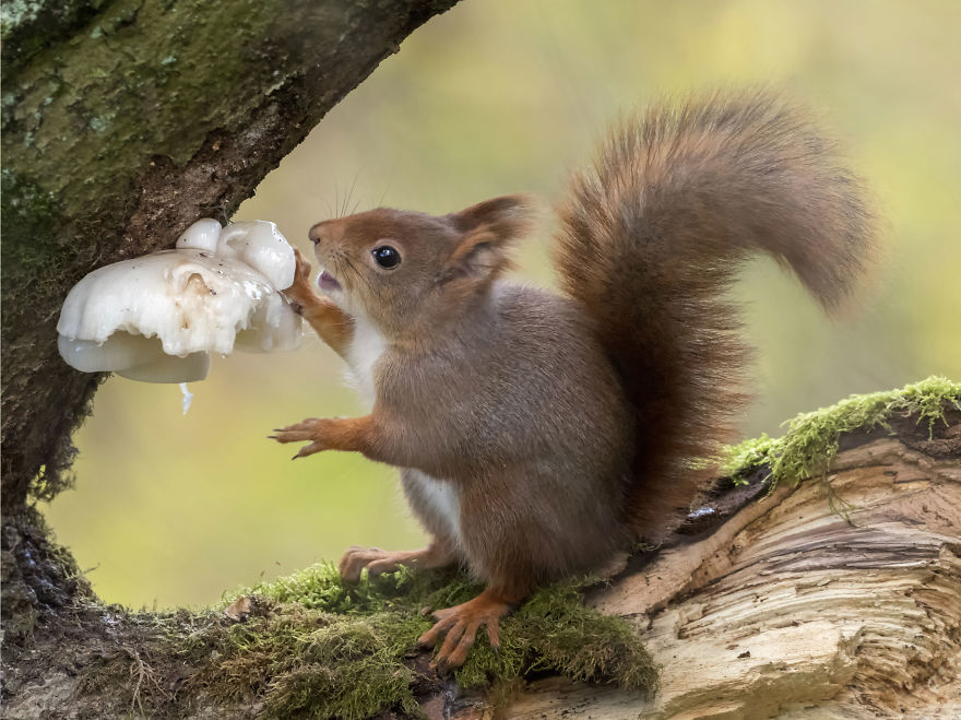 Funny Squirrels Photography By Johnny Kaapa