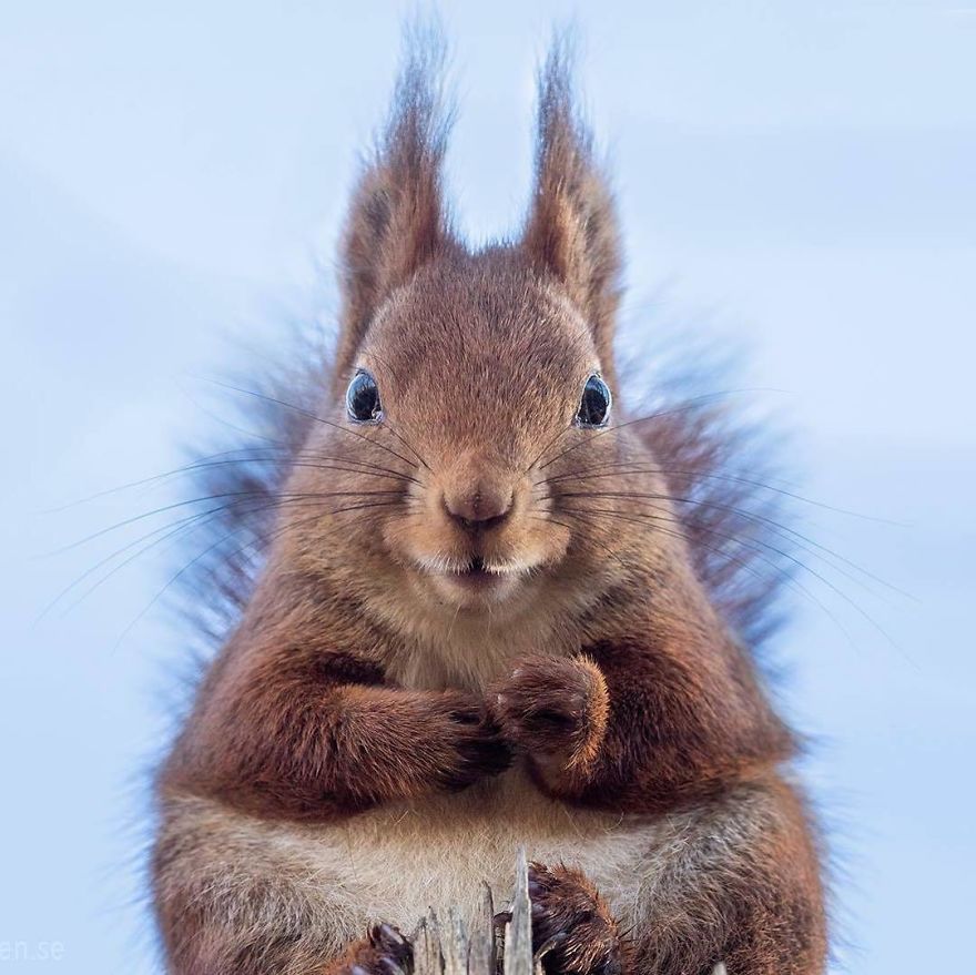 Funny Squirrels Photography By Johnny Kaapa