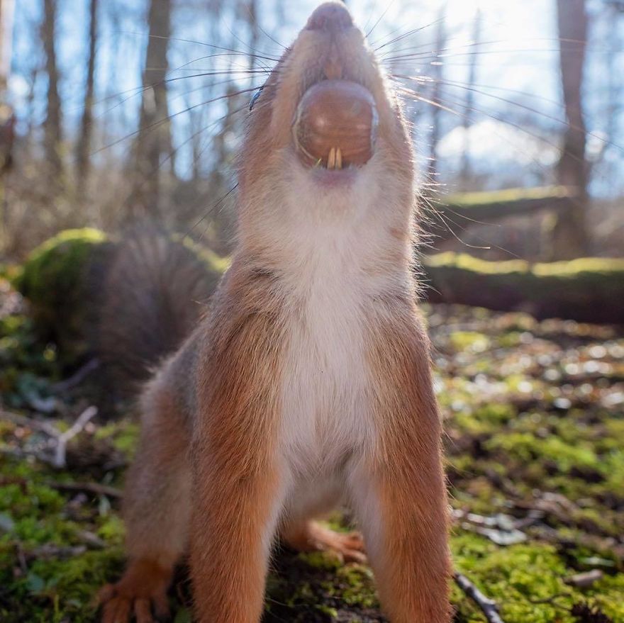 Funny Squirrels Photography By Johnny Kaapa