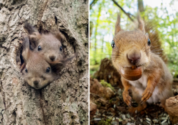 Photographer Capturing Squirrels And Coming Up With Funny Titles To Make People Smile