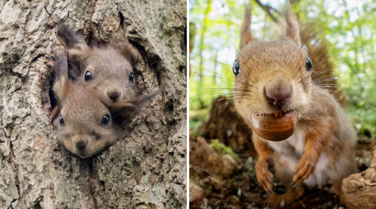 Photographer Capturing Squirrels And Coming Up With Funny Titles To Make People Smile