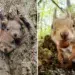 funny_squirrels_johnny_kaapa_featured