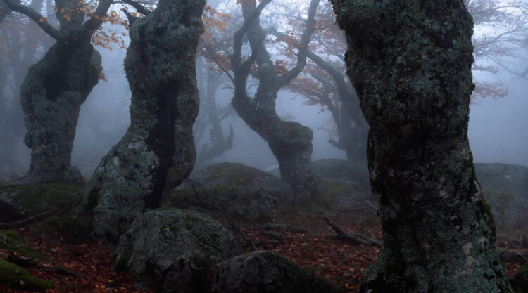 Meet The Elders: Autumn Wandering In The woods Of Center Of France By David Bouscarle