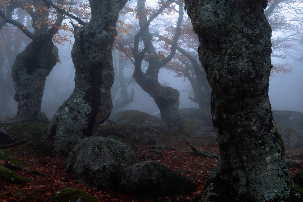 Meet The Elders: Autumn Wandering In The woods Of Center Of France By David Bouscarle