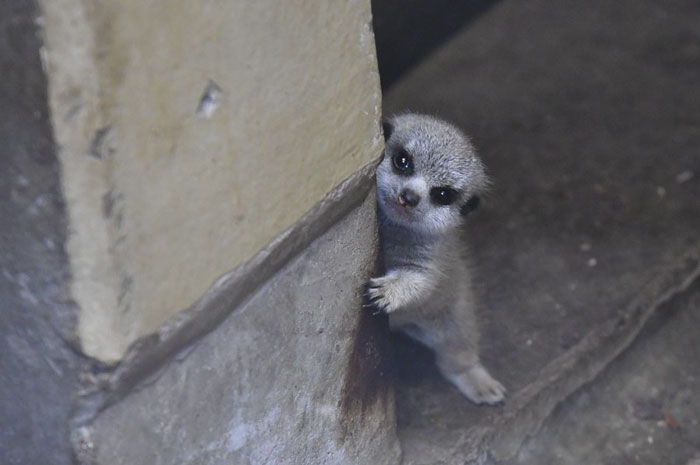 A shy at first baby Meerkat and its family by Japanese photographer