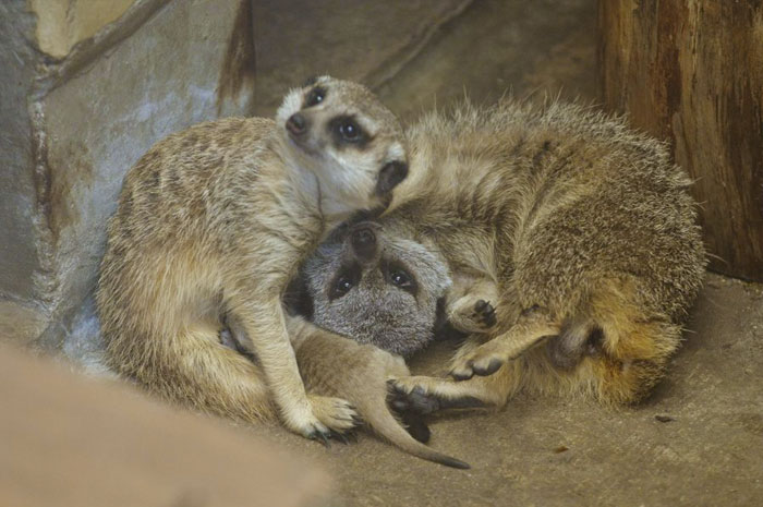 A shy at first baby Meerkat and its family by Japanese photographer