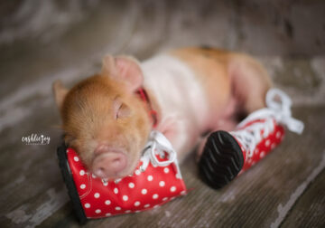 These Photos Of An Adorable Newborn Piglet Are The Cutest Thing You’ll See Today