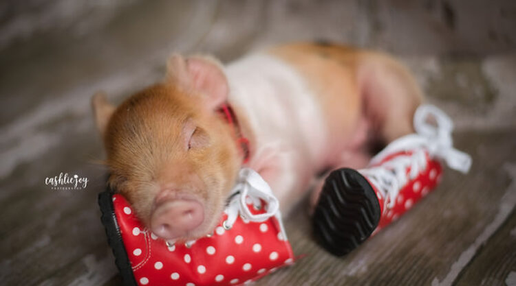 These Photos Of An Adorable Newborn Piglet Are The Cutest Thing You’ll See Today