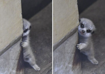 Japanese Photographer Captures A Shy-At-First Baby Meerkat And Its Family
