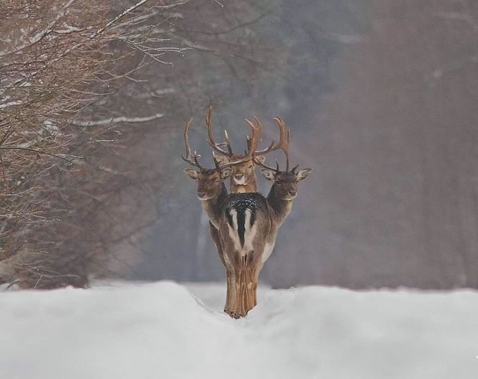 Photographer Renatas Jakaitis Accidentally Captures “Three-Headed Deer” Roaming In The Forest
