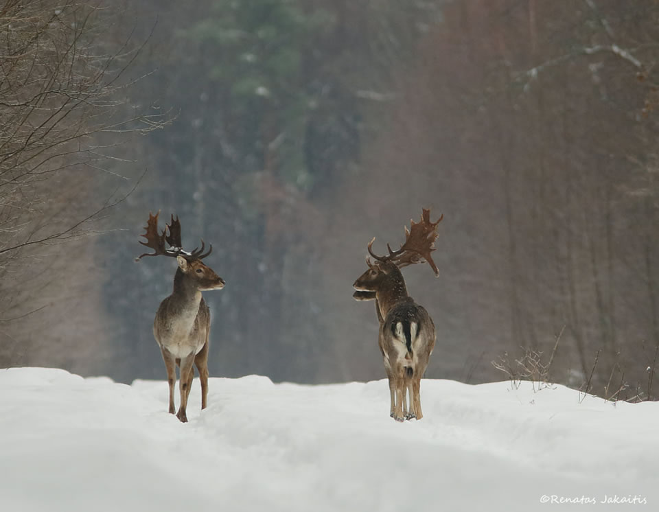 Photographer Renatas Jakaitis Accidentally Captures “Three-Headed Deer”  Roaming In The Forest