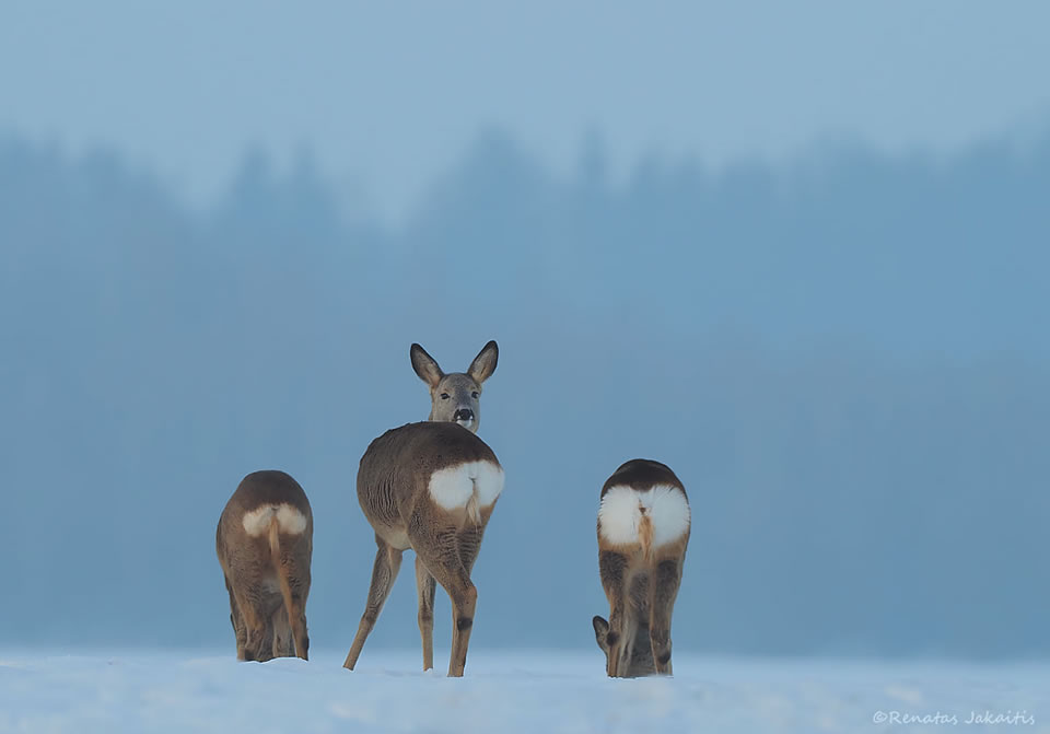 Wildlife Photography By Renatas Jakaitis