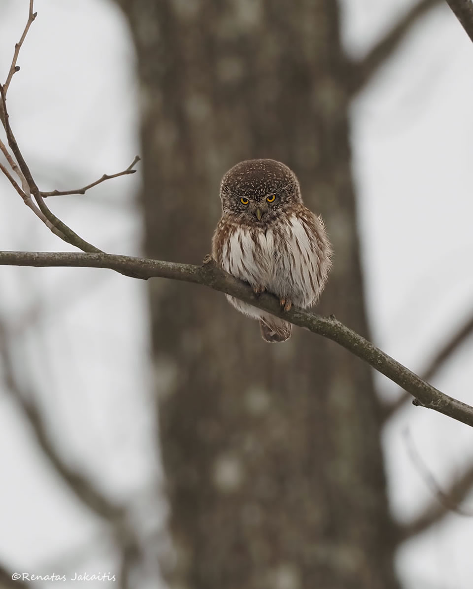 Wildlife Photography By Renatas Jakaitis