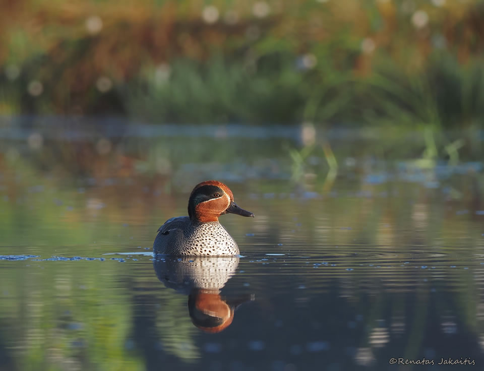 Wildlife Photography By Renatas Jakaitis