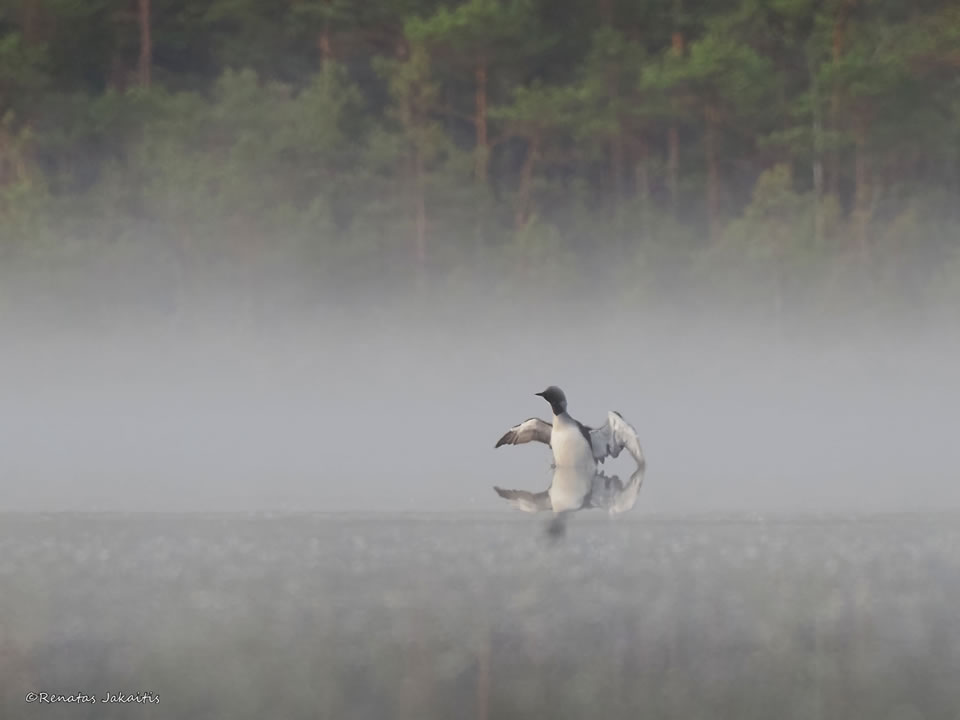 Wildlife Photography By Renatas Jakaitis