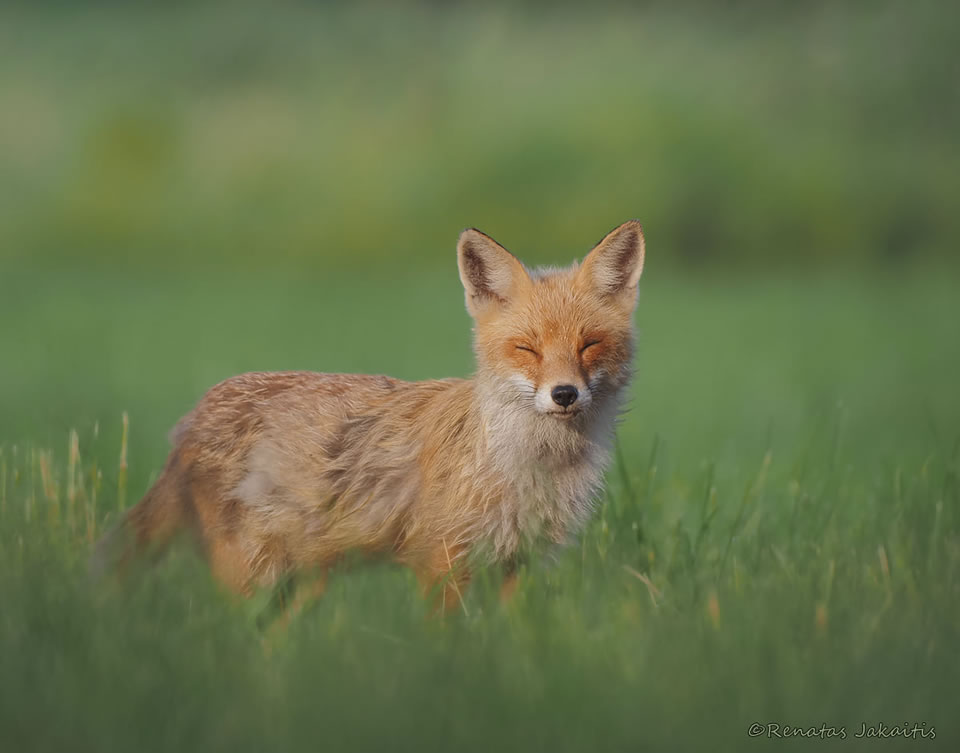 Wildlife Photography By Renatas Jakaitis