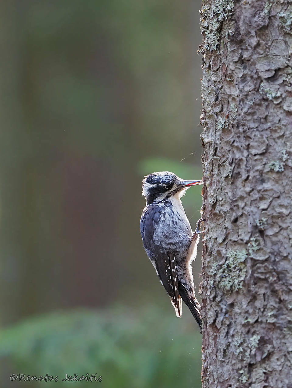 Wildlife Photography By Renatas Jakaitis