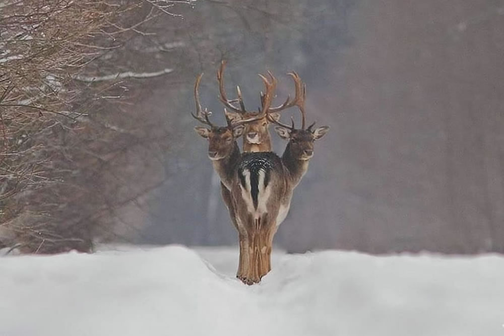 Photographer Renatas Jakaitis Accidentally Captures “Three-Headed Deer” Roaming In The Forest