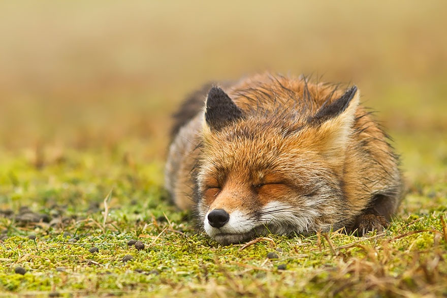 Zen Foxes Photos By Roeselien Raimond