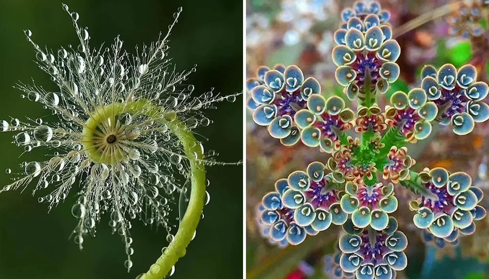 30 Of The Visually Perfect Examples Of Geometrical Symmetry In Nature 31 Dew-covered dandelion and a symmetrical blue flower — geometrical symmetry in nature photography